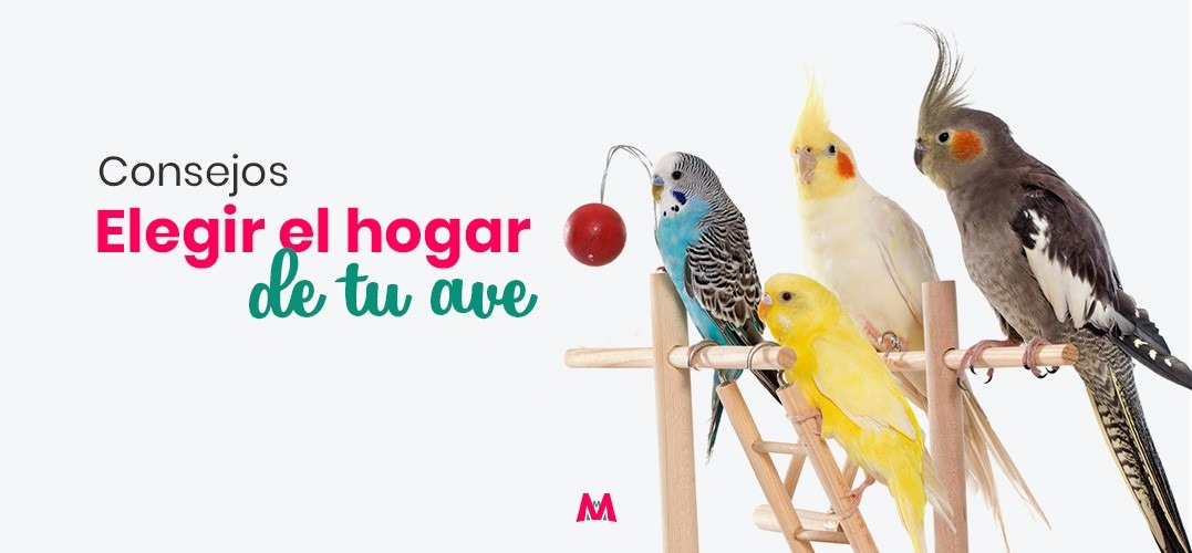 Cómo elegir la mejor jaula para tu pájaro - Mis Mascotas - MisMascotas